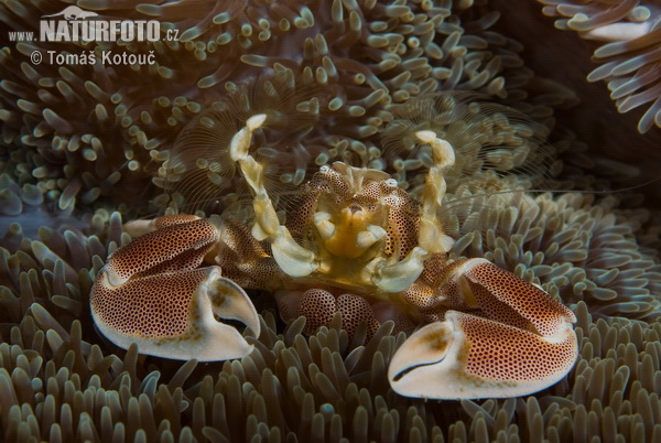 Anemone crab (Neopetrolisthes maculatus)