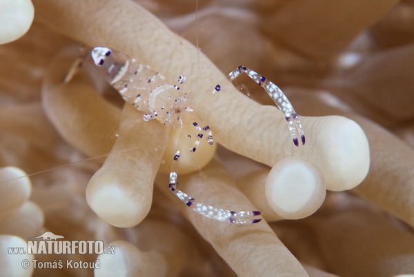 Anemone partner shrimp (Periclimenes longicarpus)