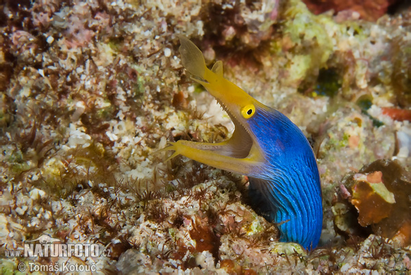 Anguila listón azul