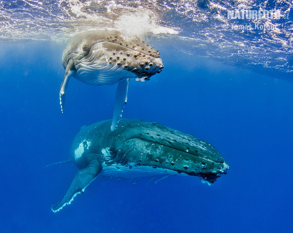 Baleine à bosse