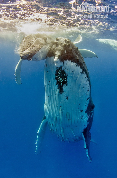 Baleine à bosse