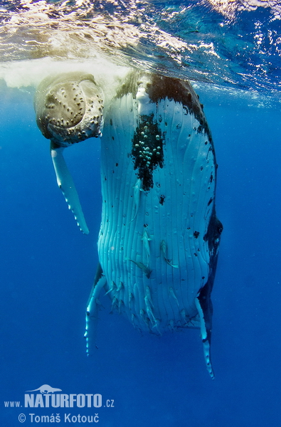 Baleine à bosse