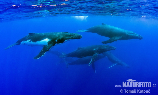 Baleine à bosse