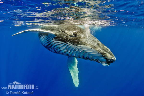 Baleine à bosse