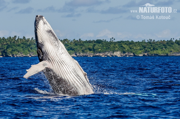 Baleine à bosse