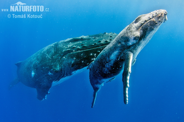 Baleine à bosse