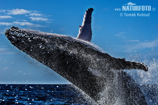 Baleine à bosse