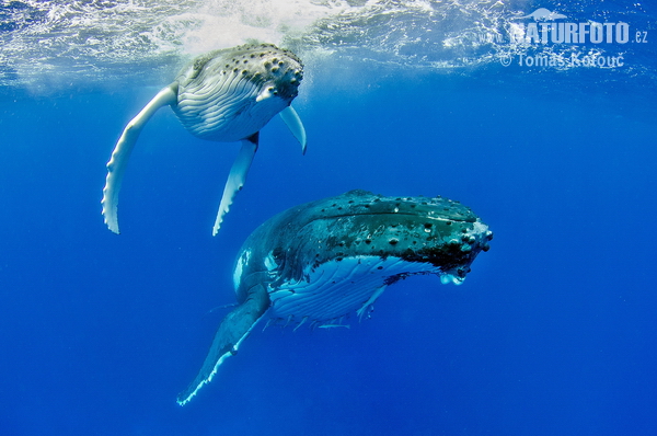 Baleine à bosse