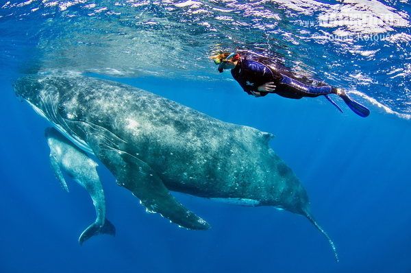 Baleine à bosse