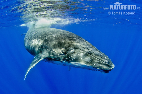 Baleine à bosse