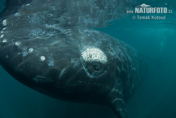 Baleine franche australe