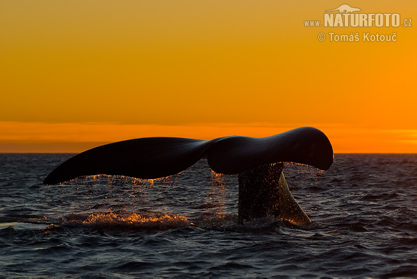 Baleine franche australe