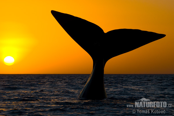 Baleine franche australe