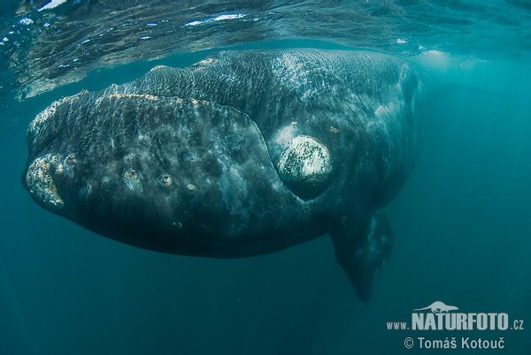 Balena franca australe Foto, immagini