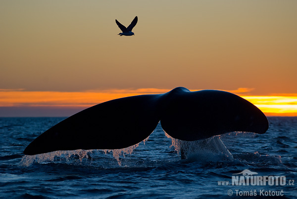 Ballena franca austral