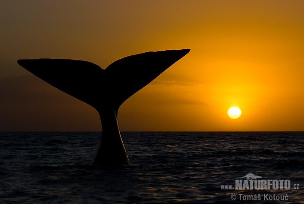 Ballena franca austral