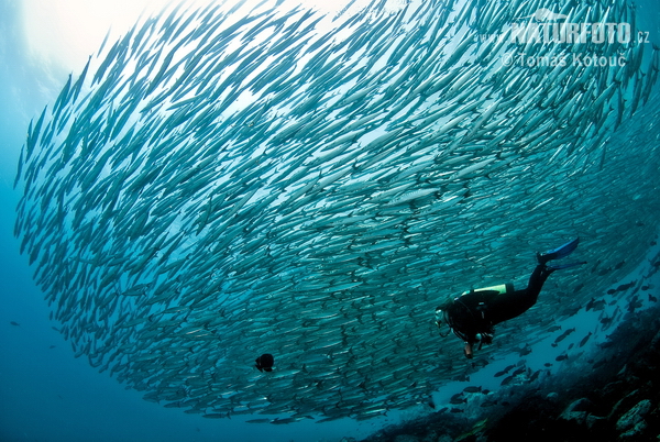 Barracuda