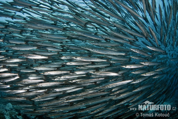 Barracuda's