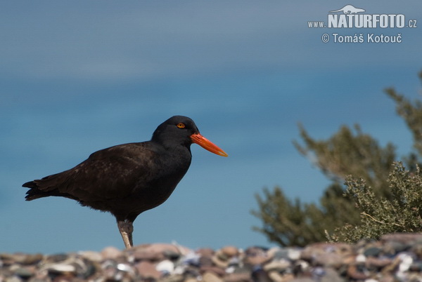 Beccaccia di mare nera del Nordamerica