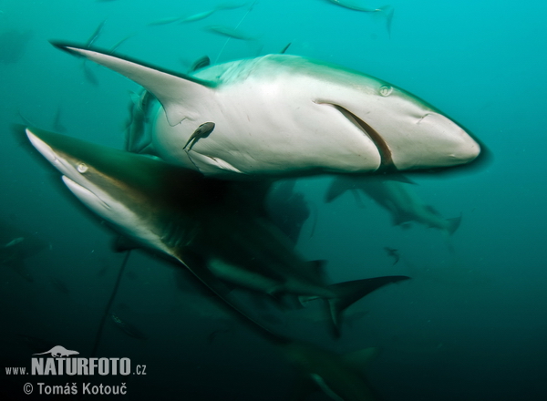 Blacktip Shark (Carcharhinus limbatus)