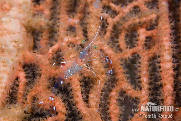 Bruun´s cleaning partner shrimp (Urocaridella antonbruunii)