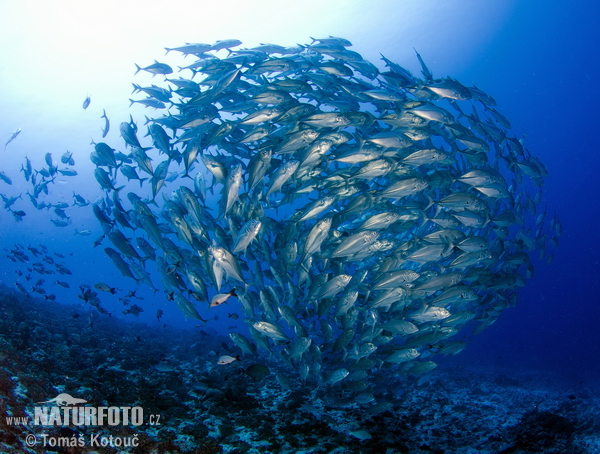 Carangue à gros yeux