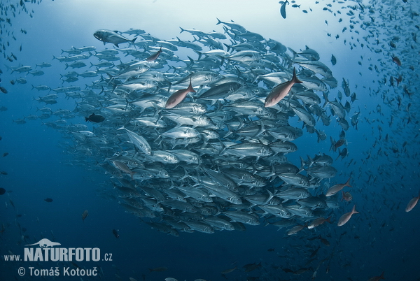 Carangue à gros yeux