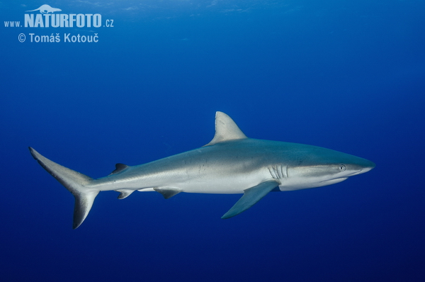 Carcharhinus Amblyrhynchos Pictures Grey Reef Shark Images Nature Wildlife Photos Naturephoto