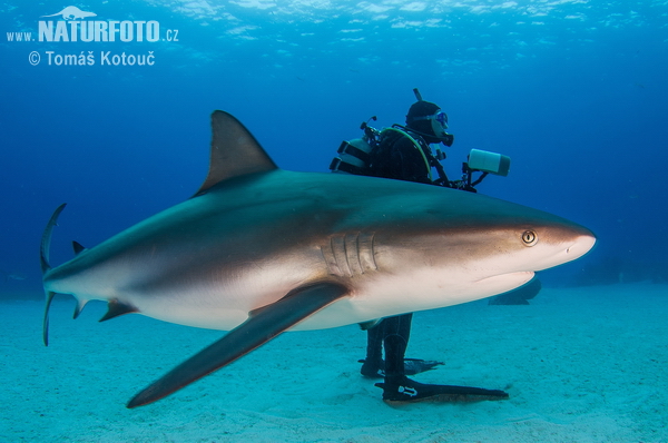 Carcharhinus perezi