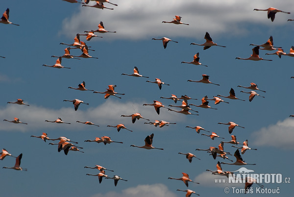 Chileense flamingo