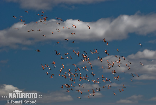 Chilenflamingo