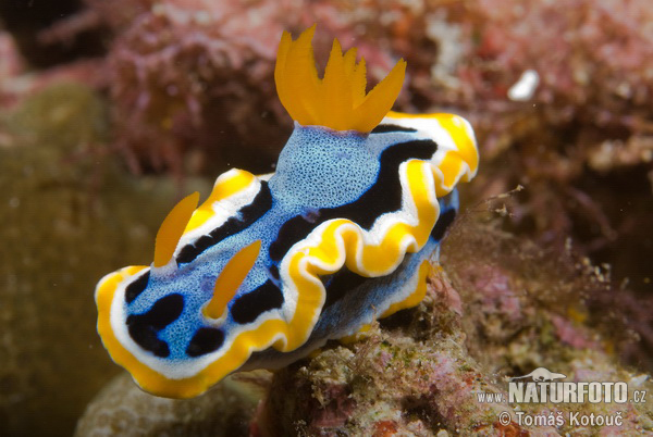 Chromodoris quadricolor