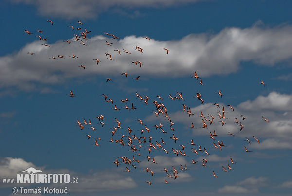 Čilės flamingas