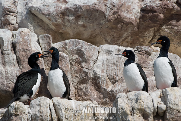 Cormorán de cuello negro