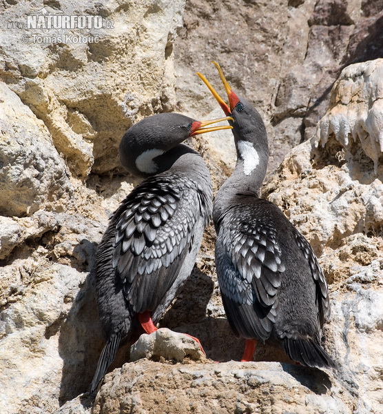 cormorán gris chuita