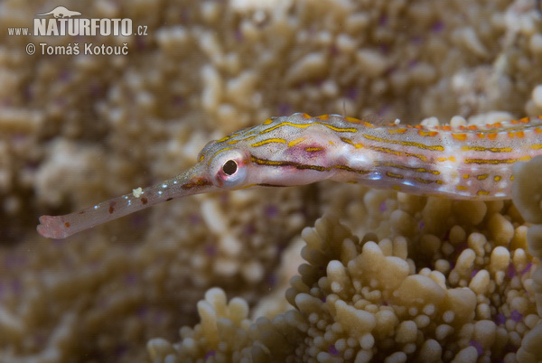 Corythoichthys ocellatus