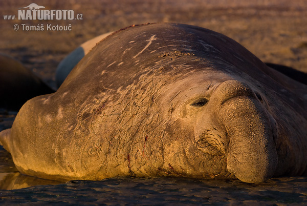 Elefant marí meridional