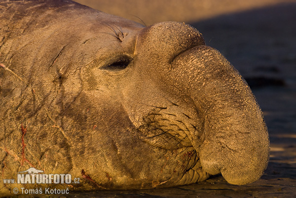 Elefant marí meridional