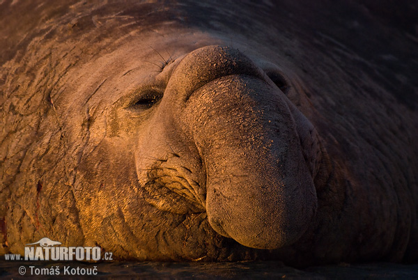 Elefante-marinho-do-sul