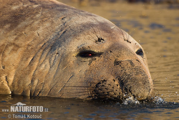 Elefante marino del sur