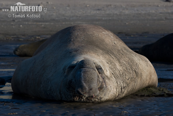 Elefante marino del sur