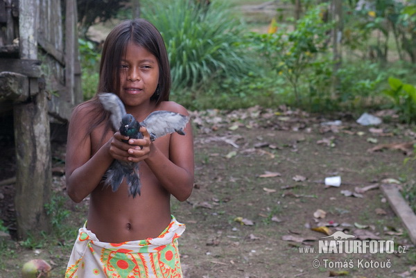 Embera