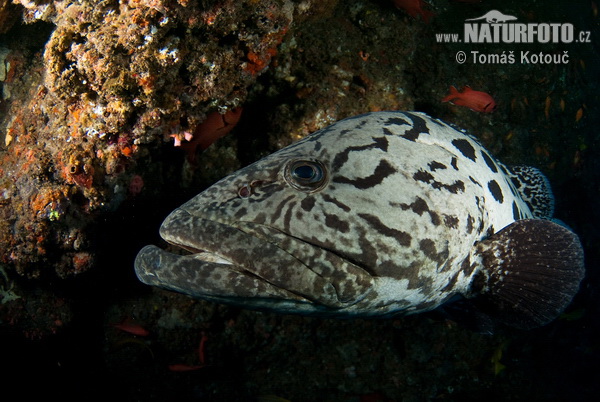 Epinephelus tukula