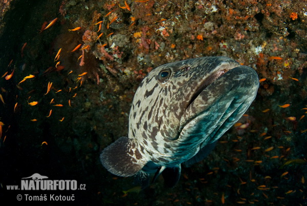 Epinephelus tukula