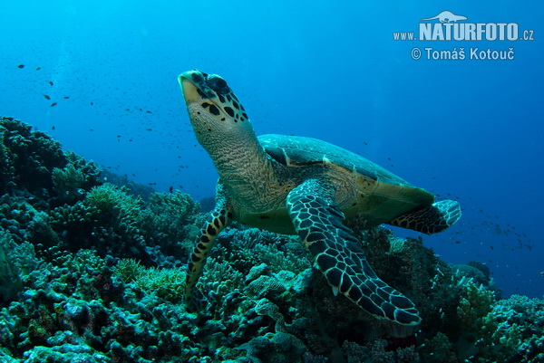 Eretmochelys imbricata