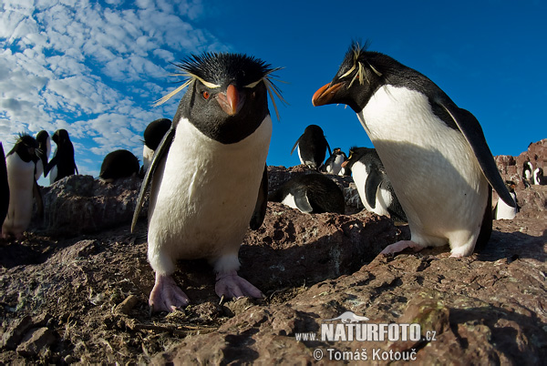 Eudipte crestato, Pinguino saltatore