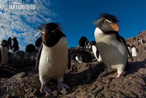 Eudipte crestato, Pinguino saltatore