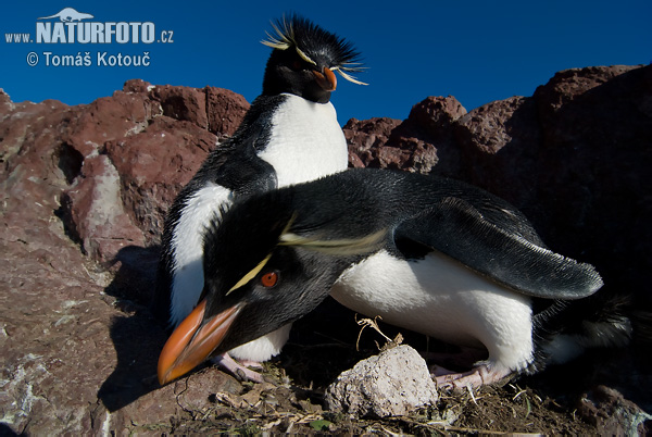 Eudipte crestato, Pinguino saltatore