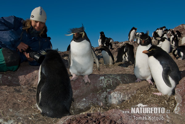 Eudipte crestato, Pinguino saltatore