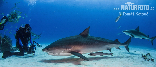 Galeocerdo cuvier